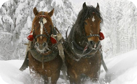 Horses pulling a sleigh in the snow